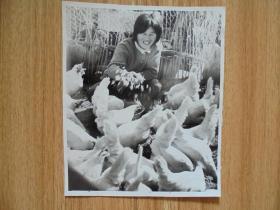 八十年代养殖鸡老照片