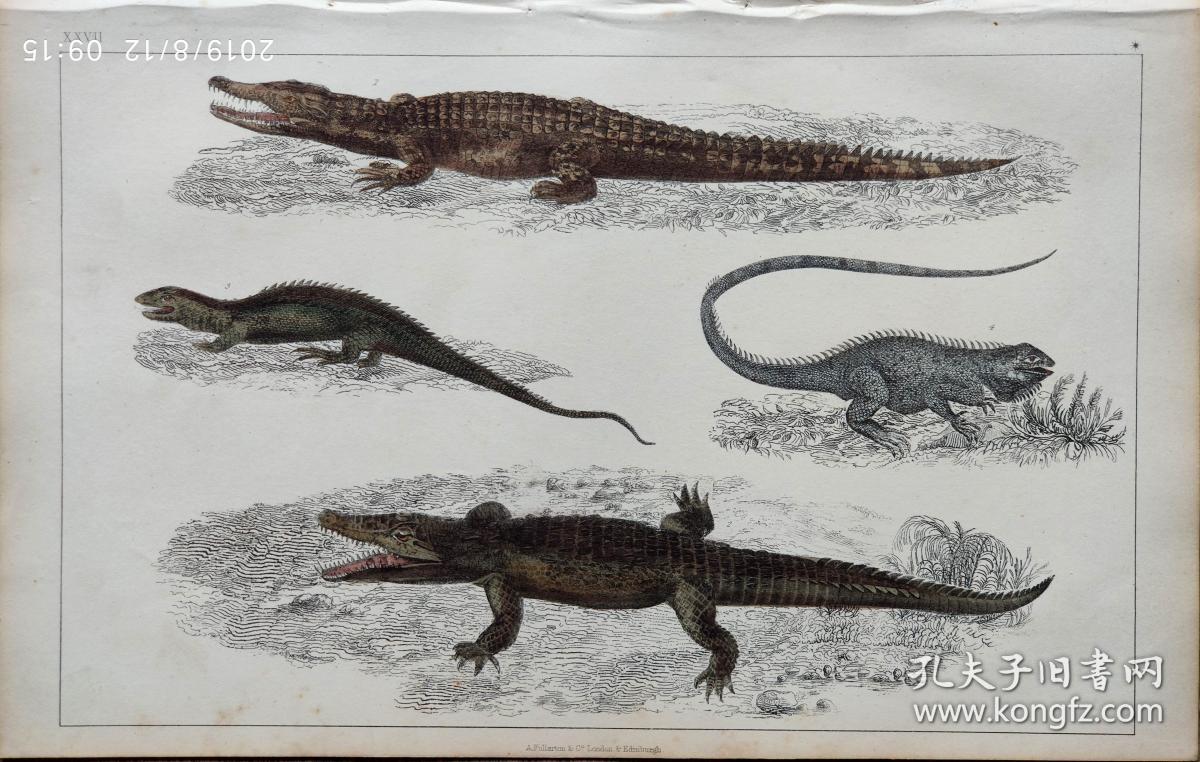 1850版《地球的自然史：动物图谱》—尼罗河鳄鱼等/系列彩色雕版画/手工上色/25x16.5cm