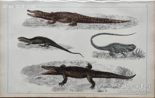 1850版《地球的自然史：动物图谱》—尼罗河鳄鱼等/系列彩色雕版画/手工上色/25x16.5cm