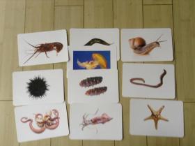 无脊椎动物  32开硬纸彩色图片 10张合售