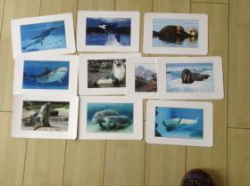 海洋哺乳动物  32开硬纸彩色图片 10张合售