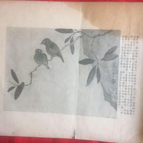 江寒汀百鸟画册