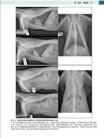 猫内科学 第7版 猫病诊断和治疗 猫病图解猫病大全书  猫博士的猫病学 9787570608546