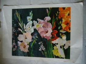 水粉画：菖兰花 印刷品 8开大小