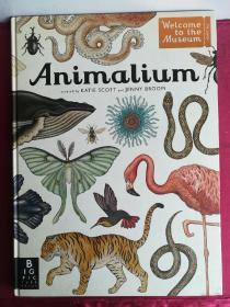 Animalium