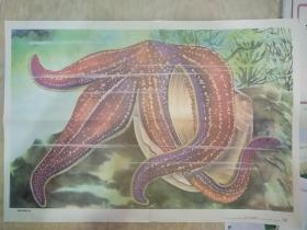 老画家高峰绘的初中生物教学挂图：海盘车捕食贝类（此为对开挂图，宽77厘米，高53厘米）