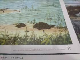 老画家周西芹绘的初中生物教学挂图：中生代白垩纪新疆乌尔禾地区的爬行动物（此为对开挂图，宽77厘米，高53厘米；画有魏氏准噶尔翼龙、平坦乌尔禾龙、威远中国上龙、鳄、龟等5种爬行动物）