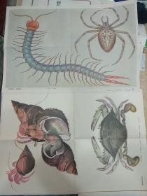 老画家杨邦华鸿绘制的初中生物教学挂图：其他节肢动物-蜘蛛和蜈蚣 和常见海洋甲壳动物两幅合售
