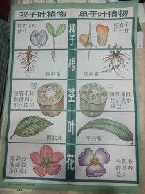 老画家王羊绘的植物的主要类群（二）挂图（此为对开挂图，宽77厘米，高53厘米）植物的主要类群（二）（义务教育三四年制初中生物第一册教学挂图）9张