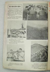 茶叶科技简报  1975年第6期   茶叶  科技简报