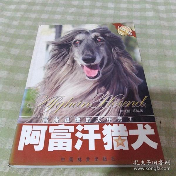 阿富汗猎犬