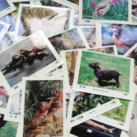 中国野生珍稀动物照片68张（国家保护鸟类动物级别等等）