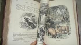 【补图2】1875年 CASSELL'S NATURAL HISTORY 博物学经典《卡塞尔自然史》极珍贵1版1印 3/4摩洛哥真皮装祯 辉煌4巨册合订为2册 47张手工上色版画彩图 天量木刻雕版版画 品佳