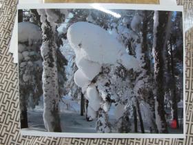艺术摄影照片1426--雪戏鹦鹉
