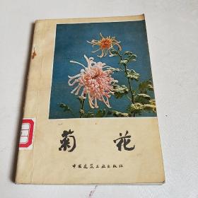 菊花(馆藏)