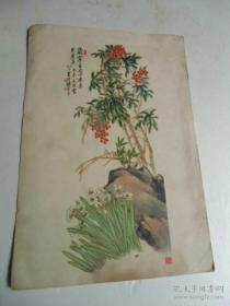 五十年代老画片“水仙与天竺”