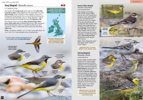 预订2周到货  Britain's Birds: An Identification Guide to the Birds of Great Britain and Ireland   英文原版  英国的鸟 鸟类生物学