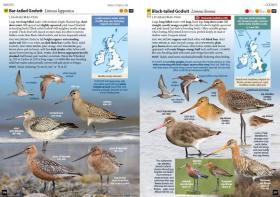 预订2周到货  Britain's Birds: An Identification Guide to the Birds of Great Britain and Ireland   英文原版  英国的鸟 鸟类生物学