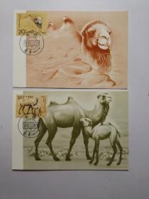 《野骆驼》极限明信片 (MC15)