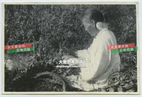 民国时期山东农村妇女收获花生老照片，拍摄于威海卫一带，1936年转口贸易的发展促成了威海卫农产品的商品化，尤其花生出口量最大，成为农民增收的主要来源