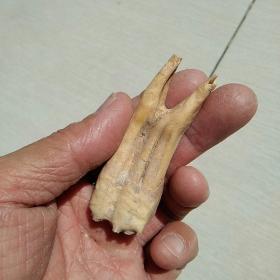 ，远古巨兽牙化石，臼齿或后齿！！！