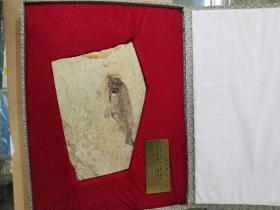 辽西鱼化石 狼鳍鱼化石   距今一亿五千多年   保真  礼盒装