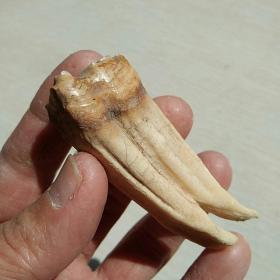 巨兽牙化石，臼齿或后槽齿，，，，