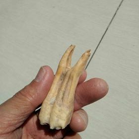 ，远古巨兽牙化石，臼齿或后齿！！！