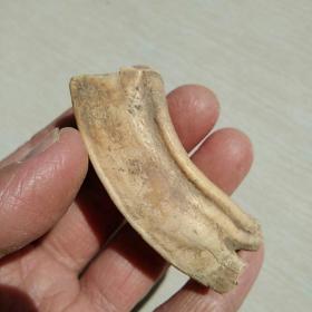 巨兽牙化石臼齿或后槽齿，，，，