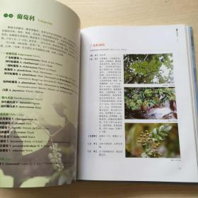 百山祖的野生植物 木本植物Ⅱ（扉页有印章）