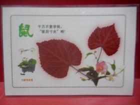 早期天然红树叶标本七彩光12生肖一套12张全（已过胶硬塑料模）