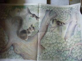六年制小学课本语文第六册教学图片：松 鼠 印刷品 2开大小
