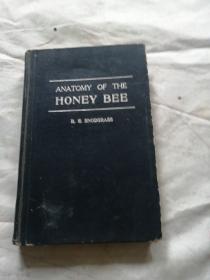 ANATOMY OF THE HONEY BEE（蜜蜂解刨学）