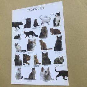 法国明信片，猫系列。