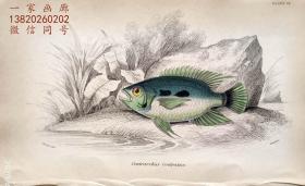 1843年版《自然博物馆系列丛书：圭亚那地区鱼类图谱》系列彩色铜版画— 《CENTRARCHUS ROSTRATUS 》古老的手工上色