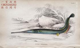 1843年版《自然博物馆系列丛书：圭亚那地区鱼类图谱》系列彩色铜版画— 《GUIANENSIS》古老的手工上色