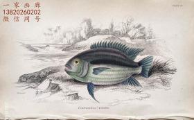 1843年版《自然博物馆系列丛书：圭亚那地区鱼类图谱》系列彩色铜版画— 《CENTRARCHUS VITTATUS 》古老的手工上色