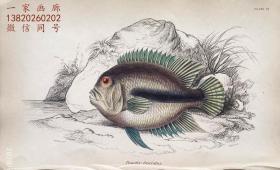 1843年版《自然博物馆系列丛书：圭亚那地区鱼类图谱》系列彩色铜版画— 《POMOTIS FASCIATUS 》古老的手工上色