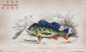 1843年版《自然博物馆系列丛书：圭亚那地区鱼类图谱》系列彩色铜版画— 《CYCHLA NIGRO-MACULATA》古老的手工上色