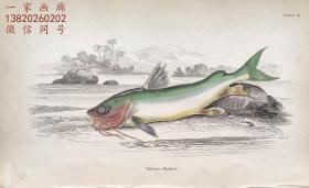 1843年版《自然博物馆系列丛书：圭亚那地区鱼类图谱》系列彩色铜版画— 《SILURUS PARKERI》古老的手工上色