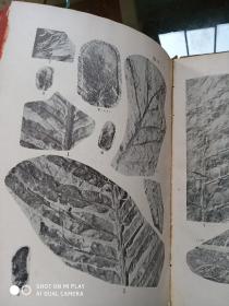 中国标准化石植物  16开精装，1954年一版一印