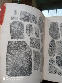中国标准化石植物  16开精装，1954年一版一印