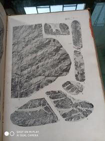 中国标准化石植物  16开精装，1954年一版一印