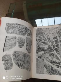 中国标准化石植物  16开精装，1954年一版一印
