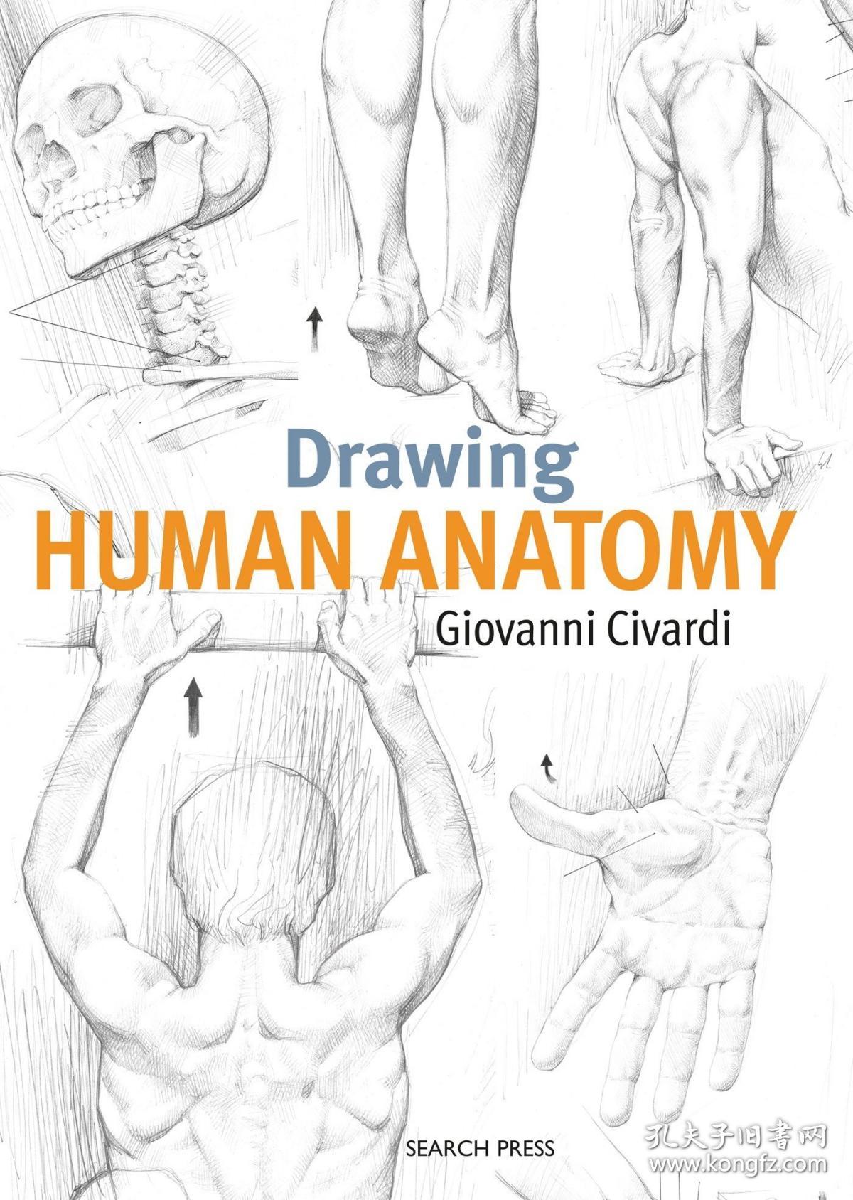 Drawing Human Anatomy (英语) 绘制人体解剖学 艺术素描书籍