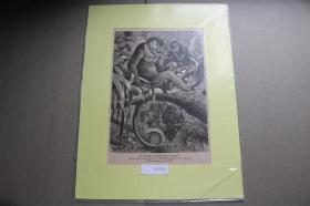 【百元包邮】木刻版画《猩猩一家》1883年  带卡纸装裱  卡纸尺寸约40*30厘米 （PM01474）