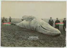 清代山东青岛海滩上搁浅死亡的白鲸老照片，外国军队前来考察，附近有不少围观的清代中国百姓。17.3X12.2厘米。