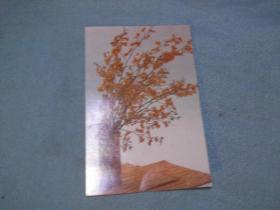 树叶插花 明信片  海南摄影美术出版社 出版