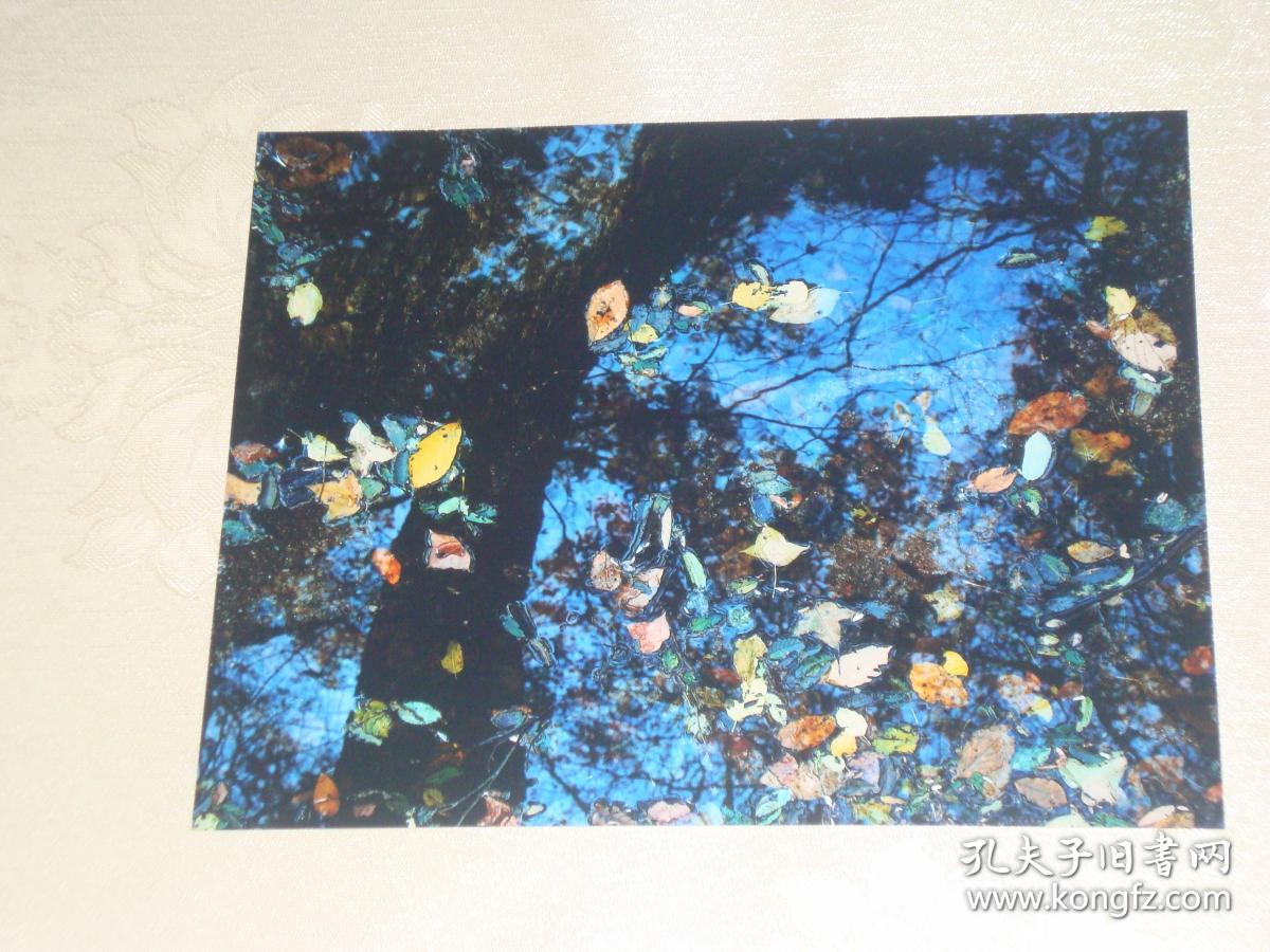 参展摄影作品：落英缤纷