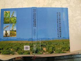 内蒙古阿拉善右旗植物图鉴   蒙古文